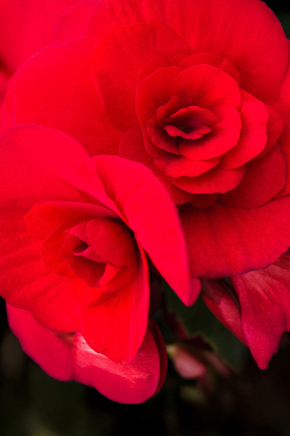 Begonia Double Red