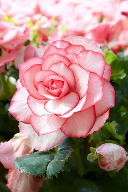 Begonia Bouton De Rose