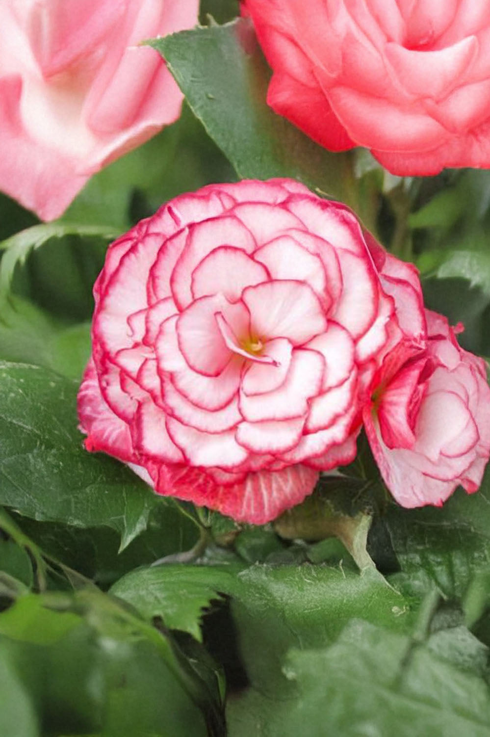 Begonia Bouton De Rose