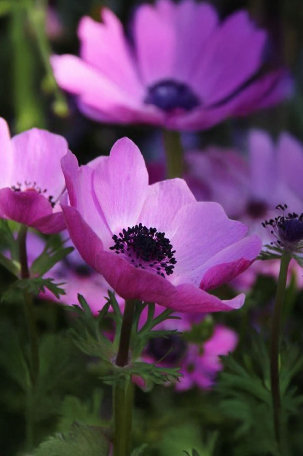 Anemone Sylphide