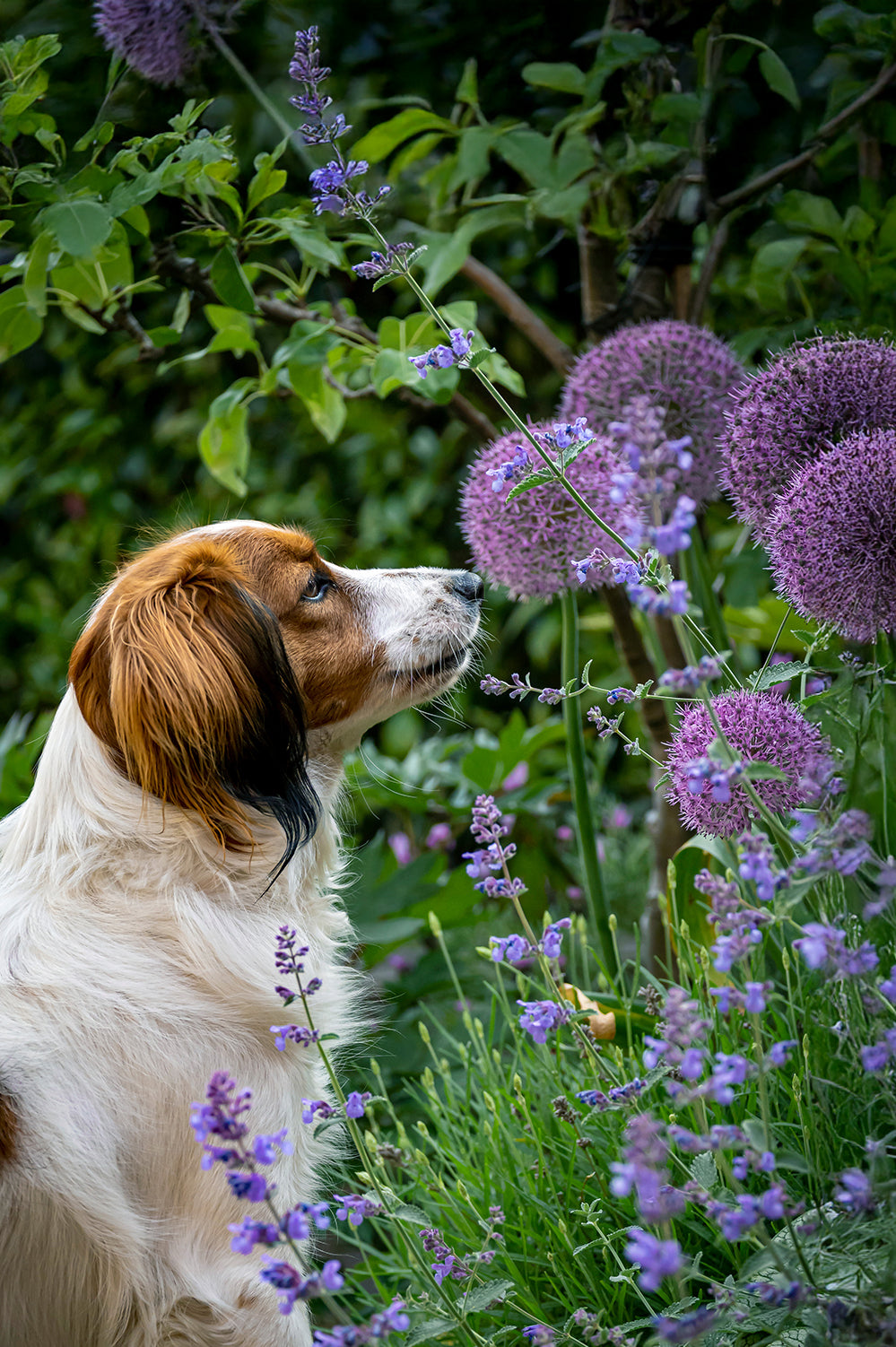 Allium Party Balloons