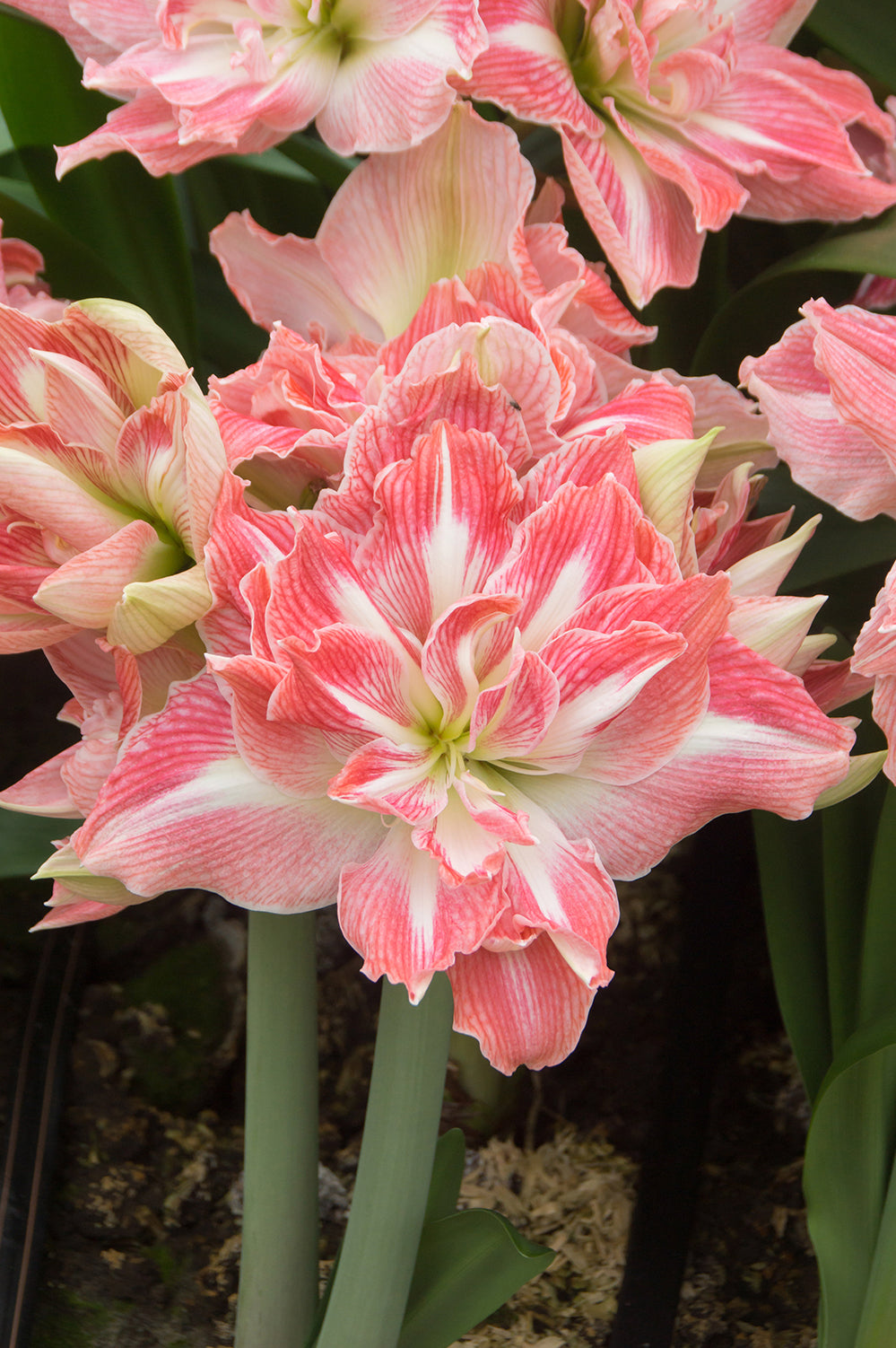 Hippeastrum/Amaryllis Pretty Nymph Gift Box