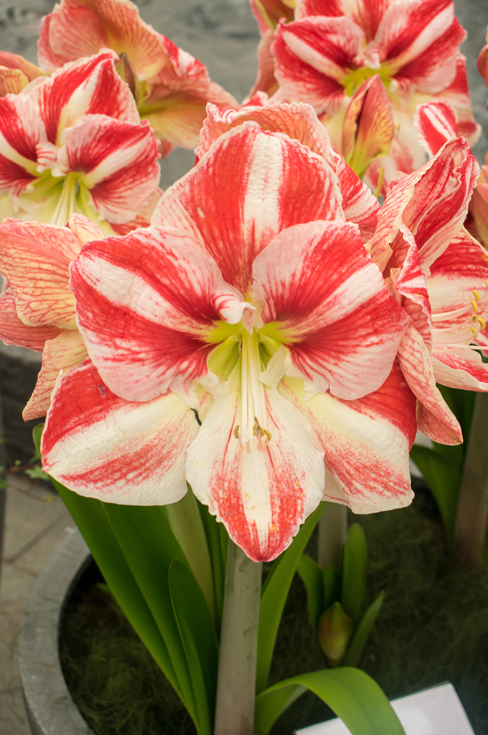 Hippeastrum/Amaryllis Clown Gift Box