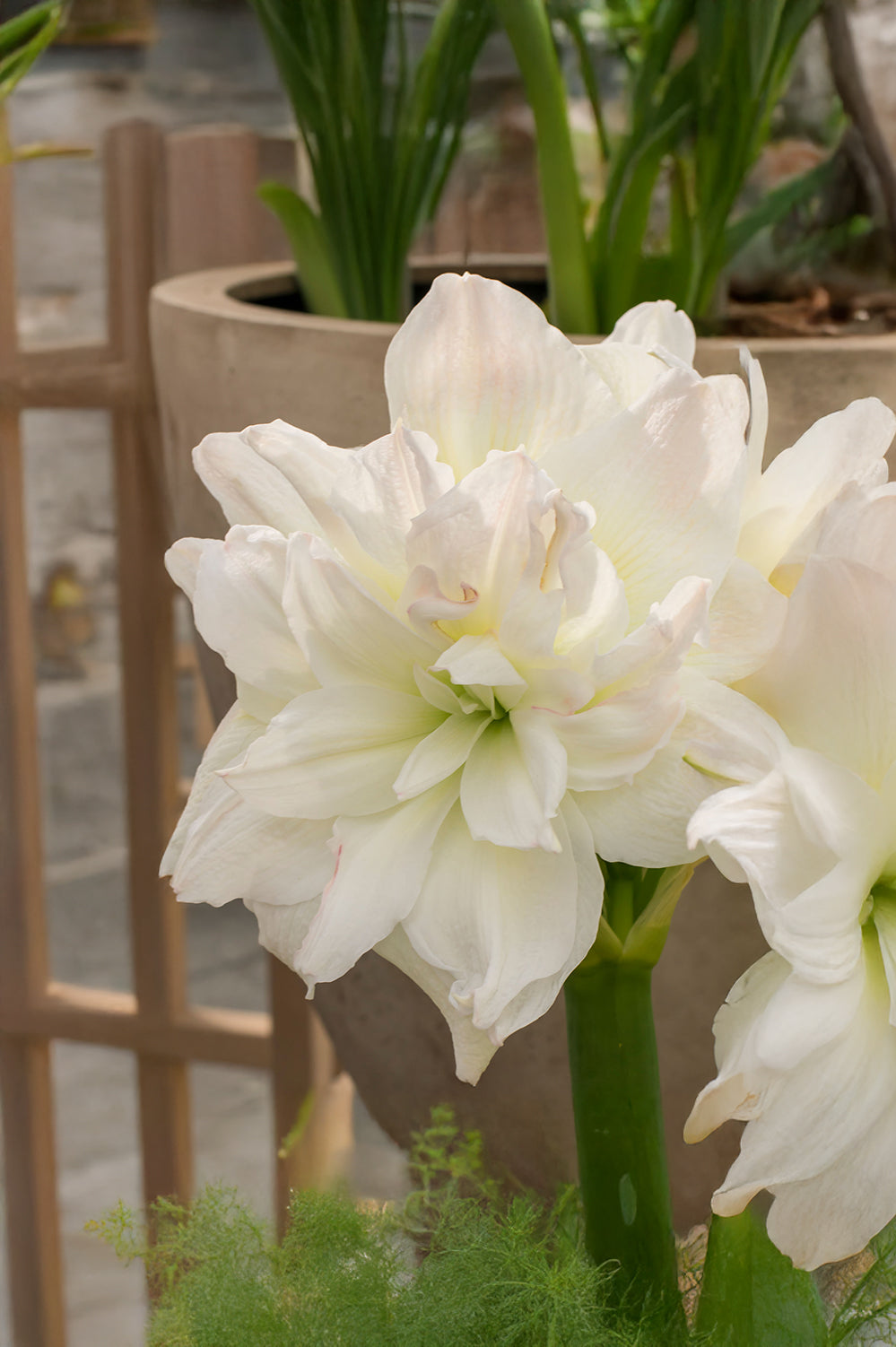 Hippeastrum/Amaryllis Arctic Nymph Gift Box