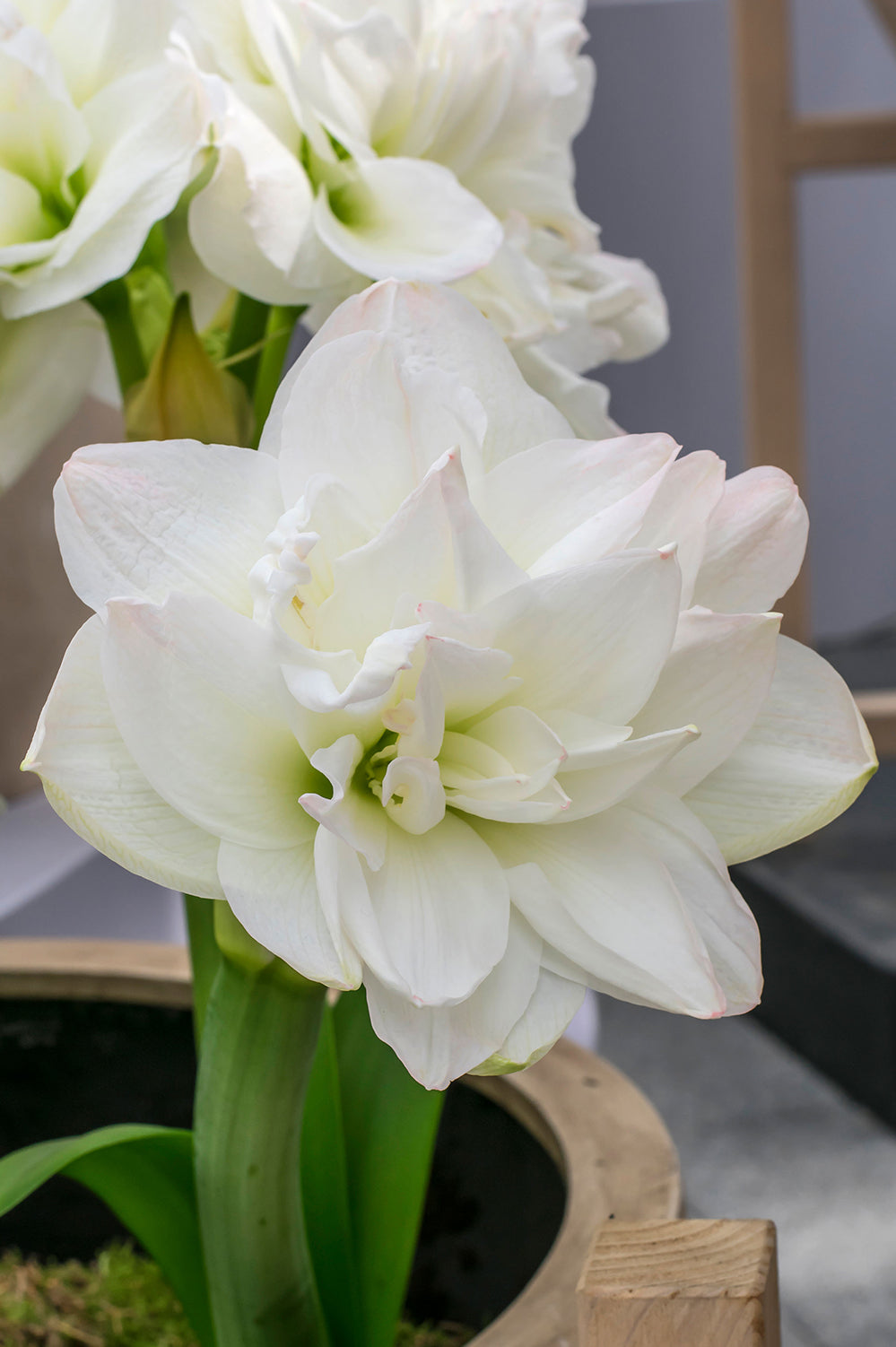 Hippeastrum/Amaryllis Arctic Nymph Gift Box