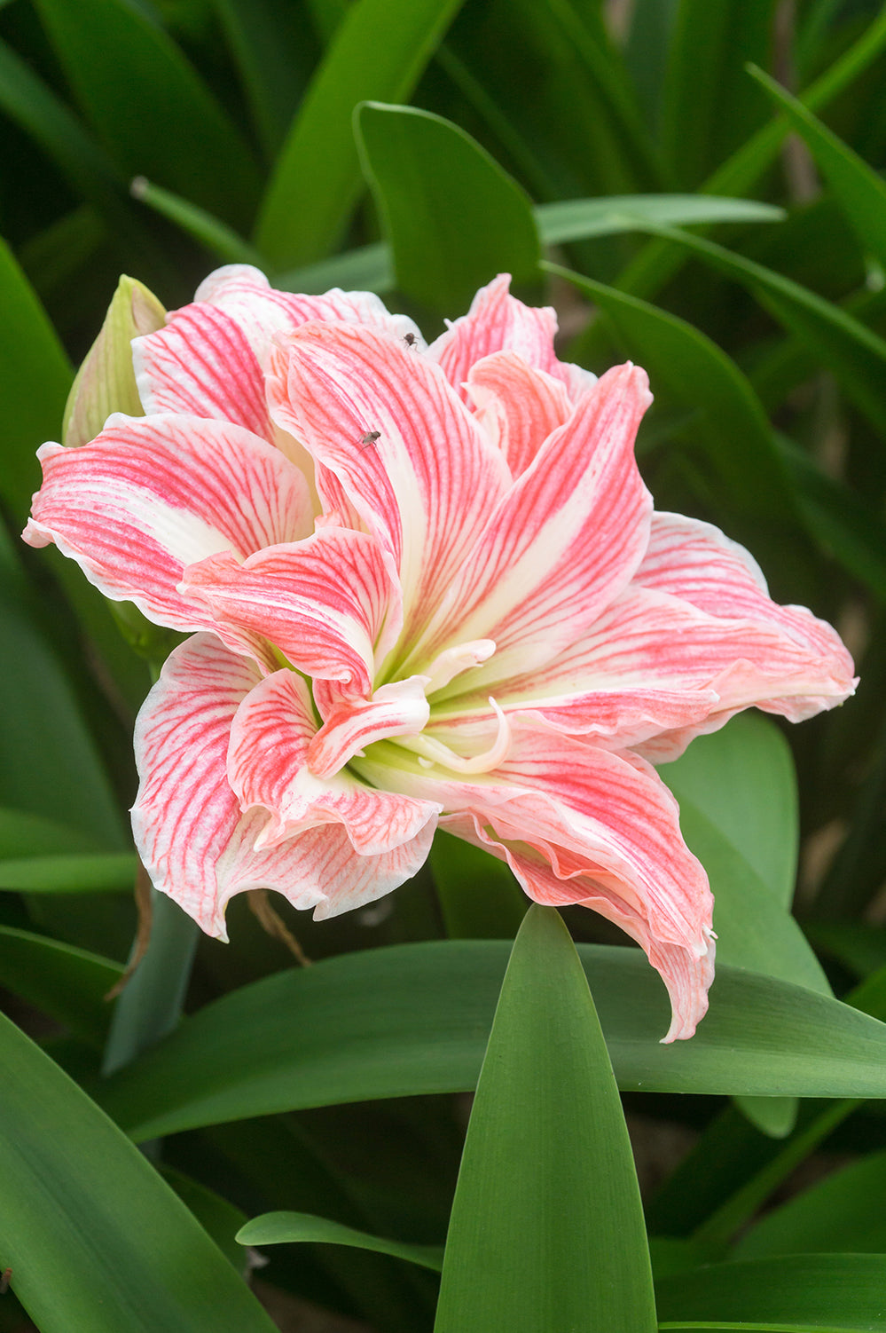 Hippeastrum/Amaryllis Pretty Nymph Gift Box