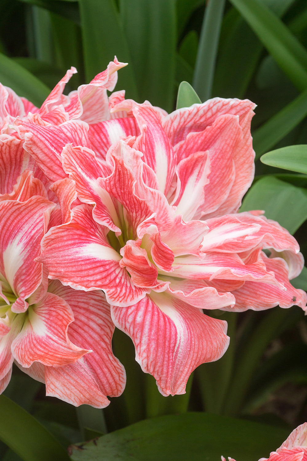 Hippeastrum/Amaryllis Pretty Nymph Gift Box