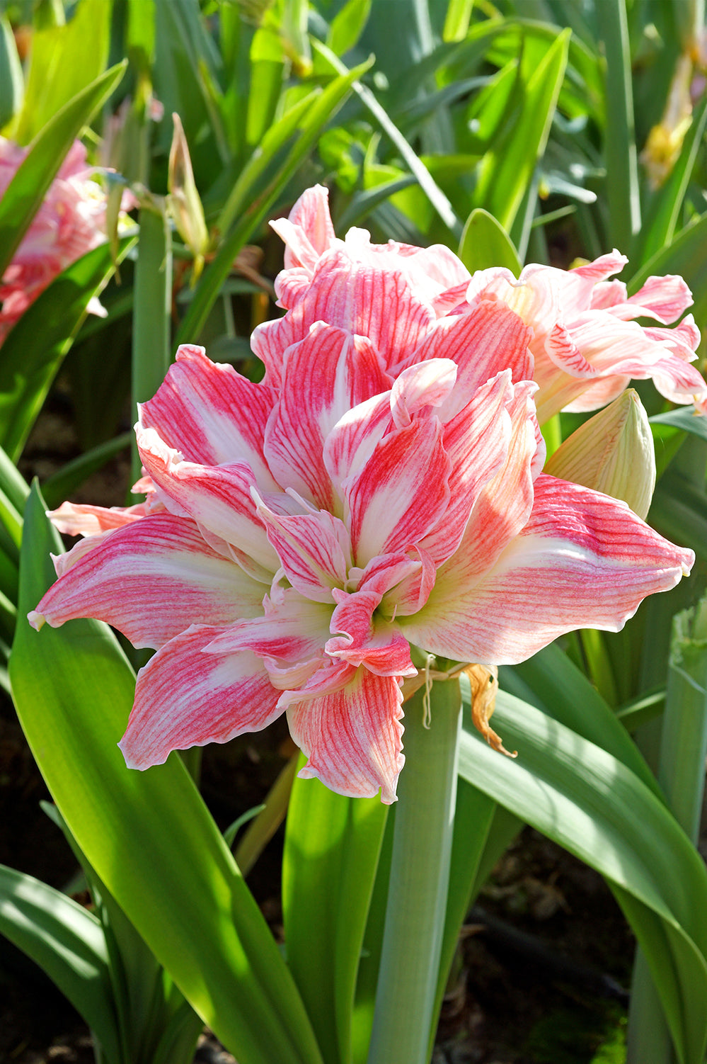Hippeastrum/Amaryllis Pretty Nymph Gift Box