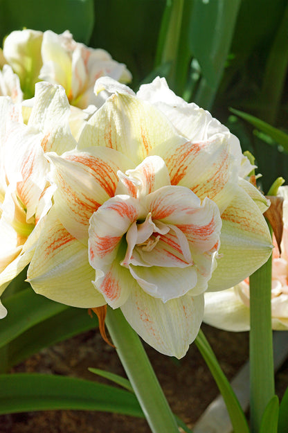 Hippeastrum/Amaryllis Nymph Gift Box