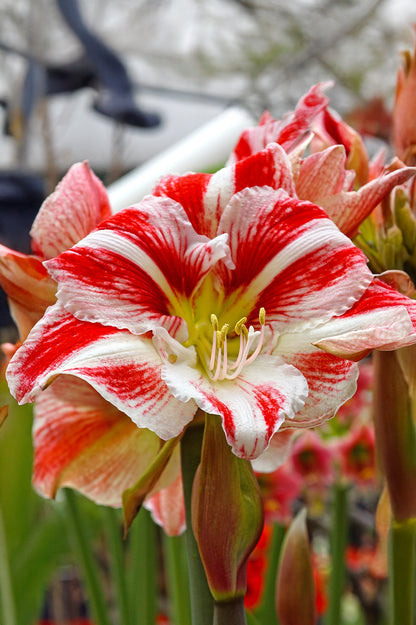 Hippeastrum/Amaryllis Clown Gift Box