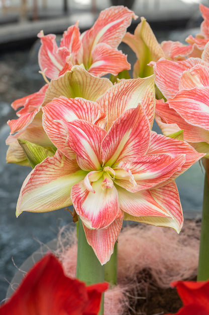 Hippeastrum/Amaryllis Pretty Nymph Gift Box