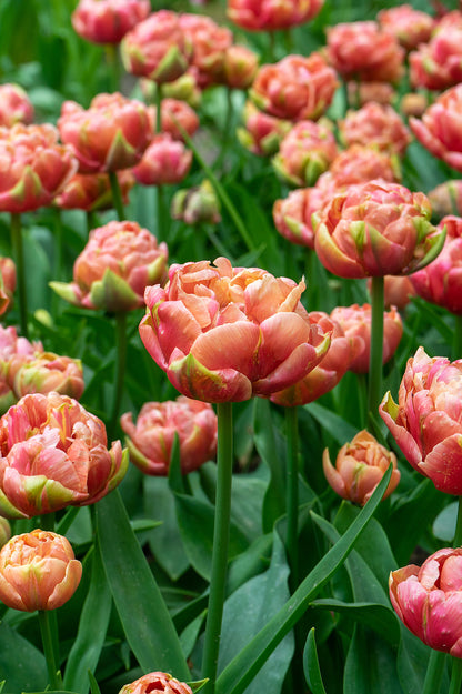 Tulip Double Late Copper Image