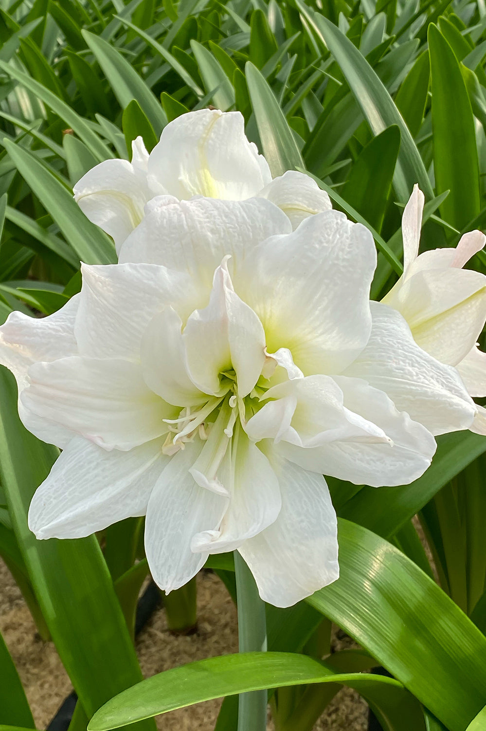 Hippeastrum/Amaryllis Arctic Nymph Gift Box
