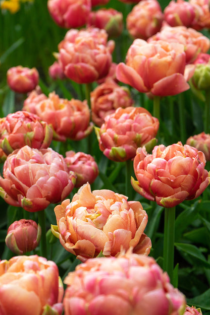 Tulip Double Late Copper Image