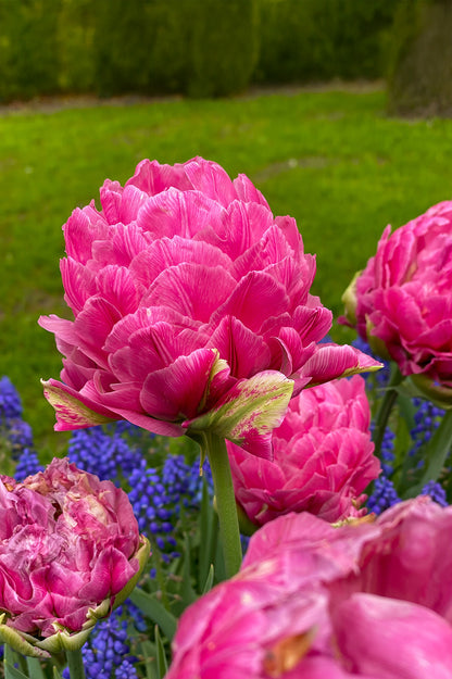 Tulip Double Late Strawberry Cream