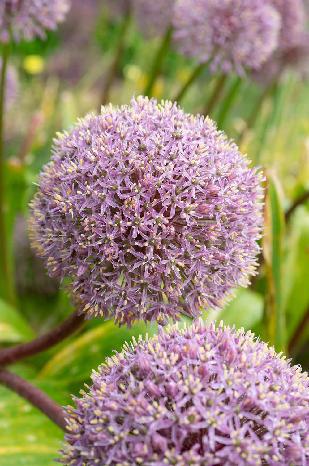 Allium Party Balloons