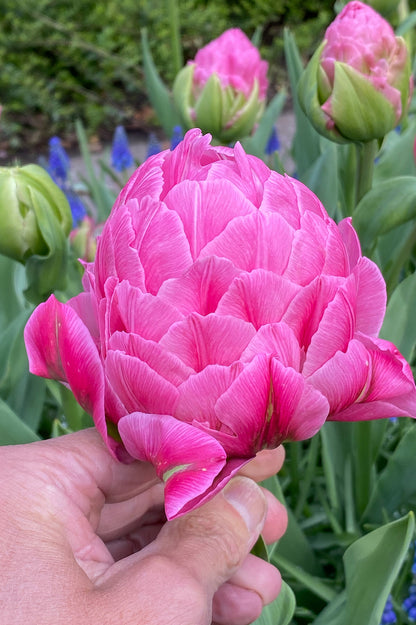 Tulip Double Late Strawberry Cream