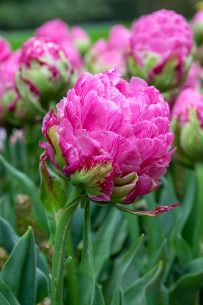 Tulip Double Late Strawberry Cream