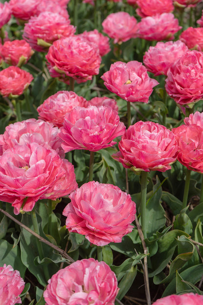 Tulip Double Late Taiwan