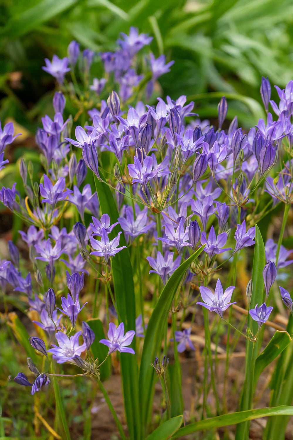 Brodiaea Queen Fabiola