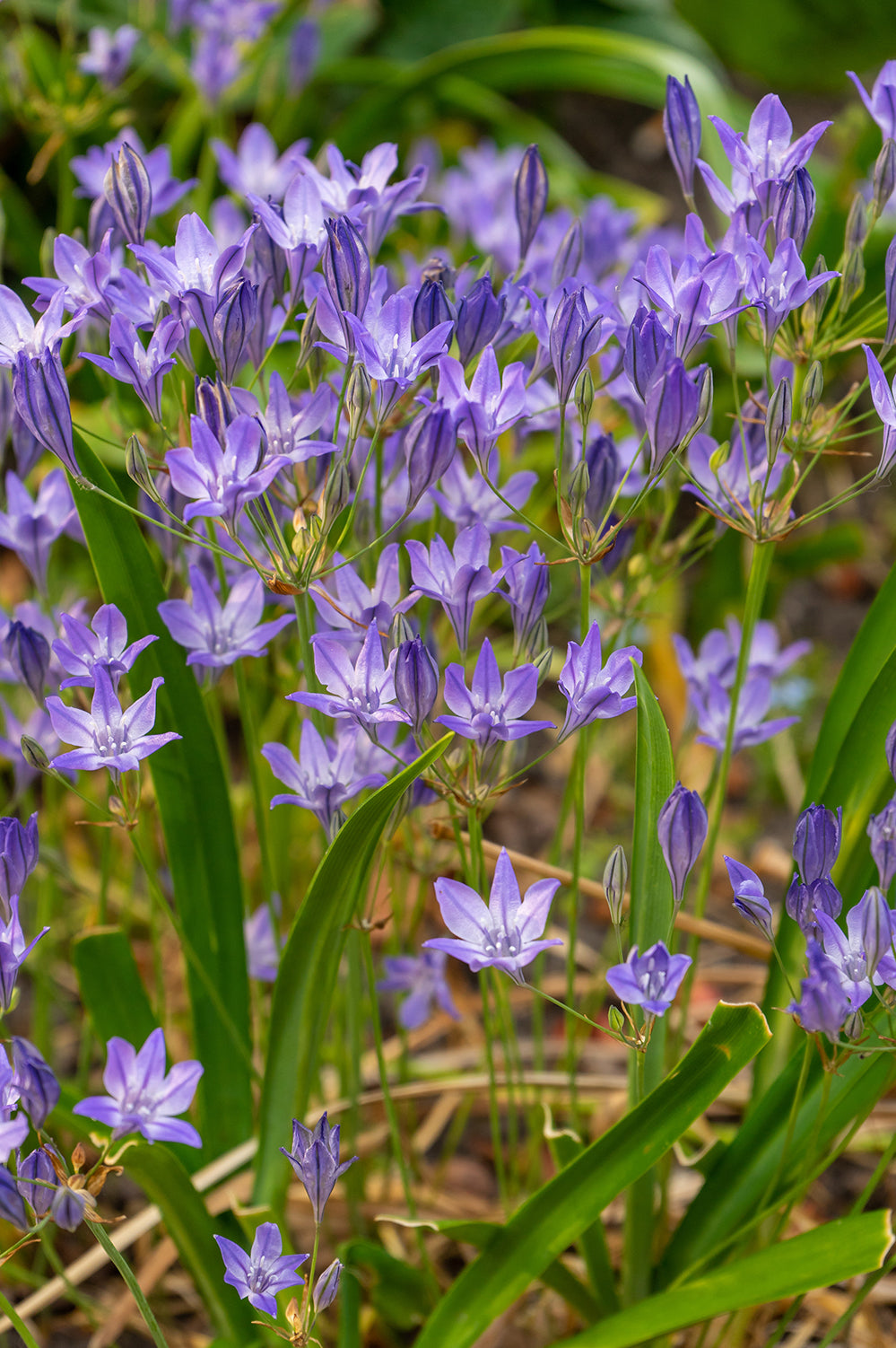 Brodiaea Queen Fabiola