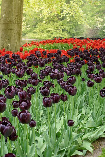 Tulip Triumph Paul Scherer