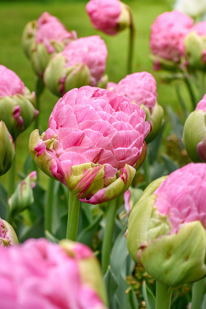 Tulip Double Late Strawberry Cream