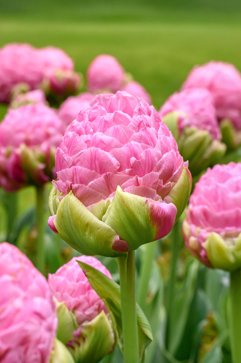 Tulip Double Late Strawberry Cream