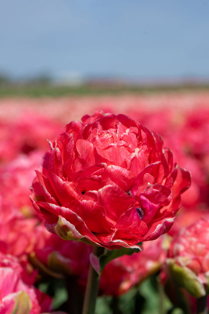 Tulip Double Late Taiwan