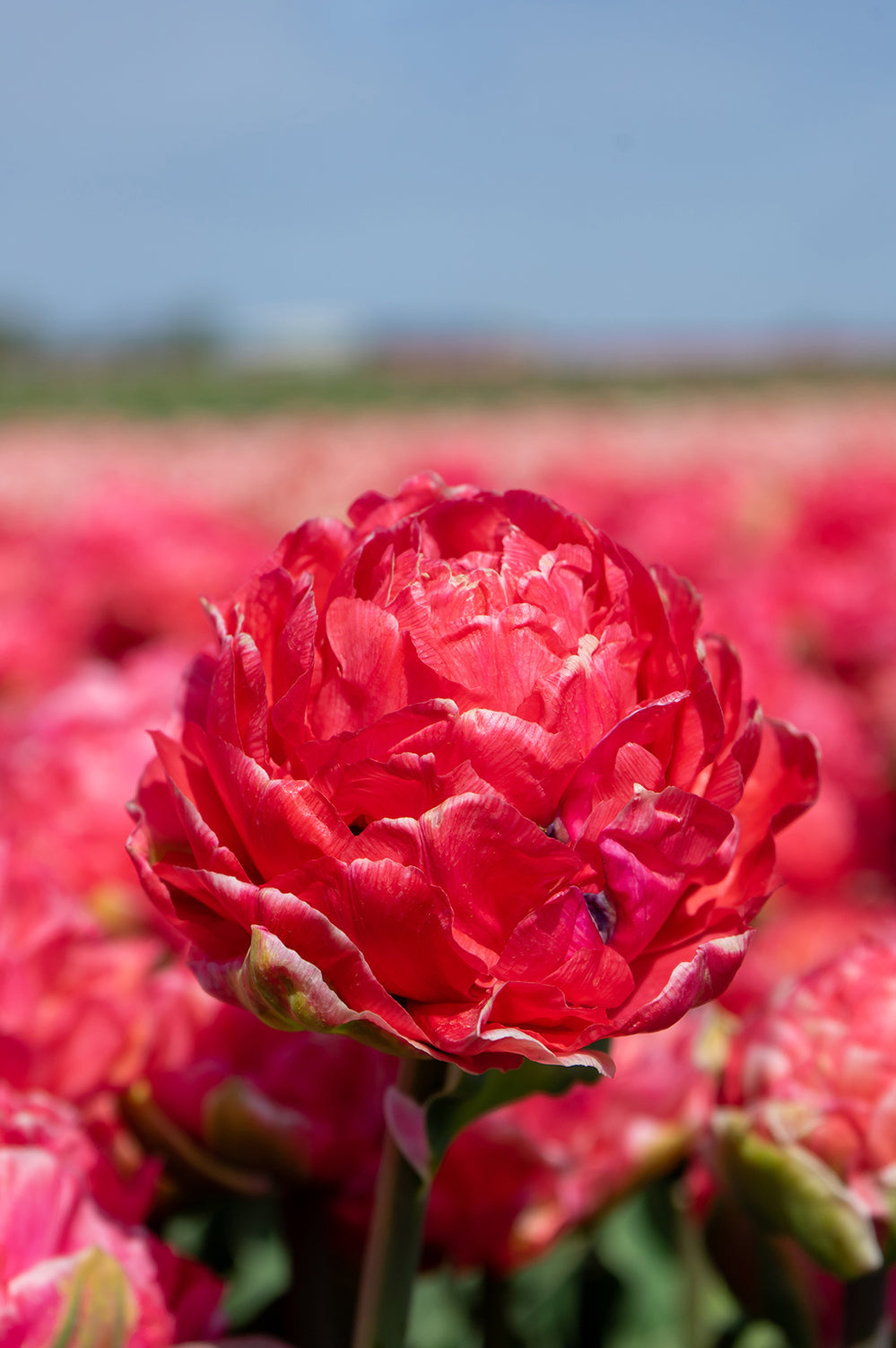 Tulip Double Late Taiwan