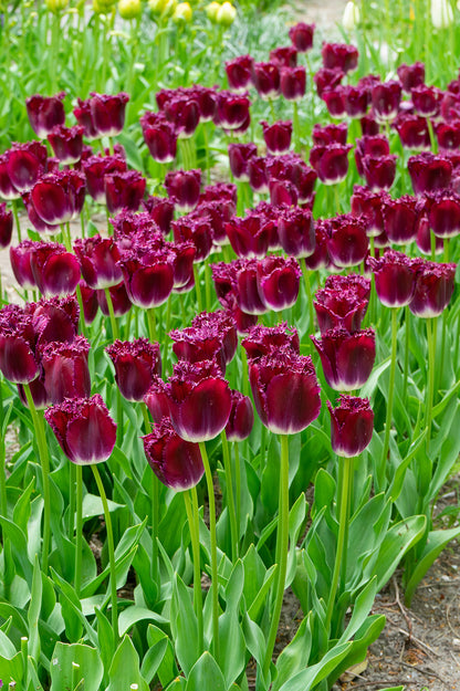Tulip Crispa (Fringed) Purple Crystal