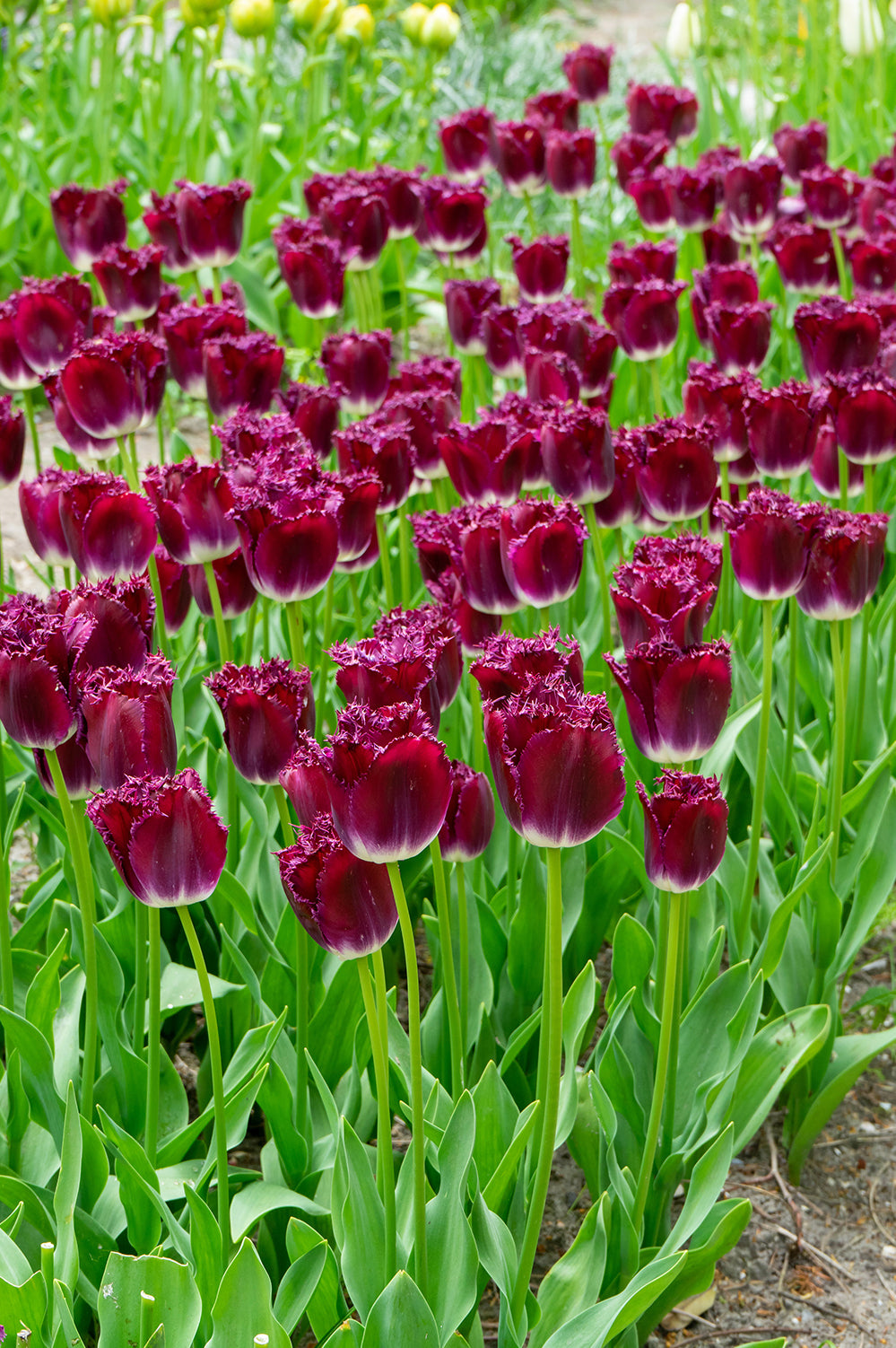 Tulip Crispa (Fringed) Purple Crystal
