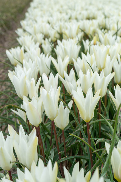 Tulip Botanic Sylvia