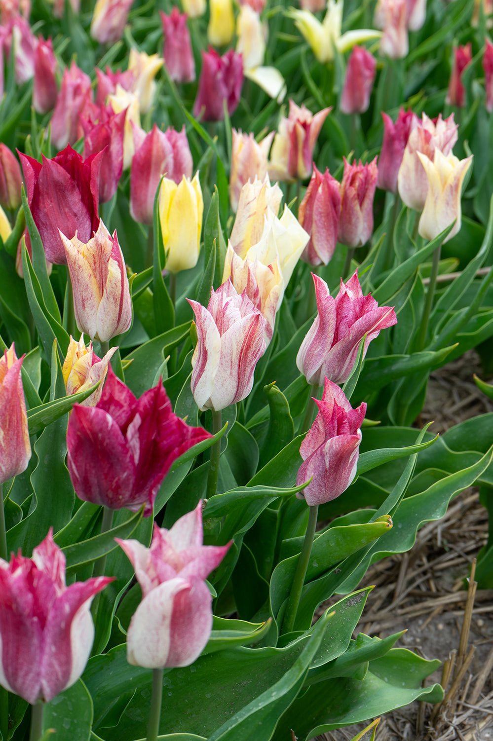 Tulip Karate