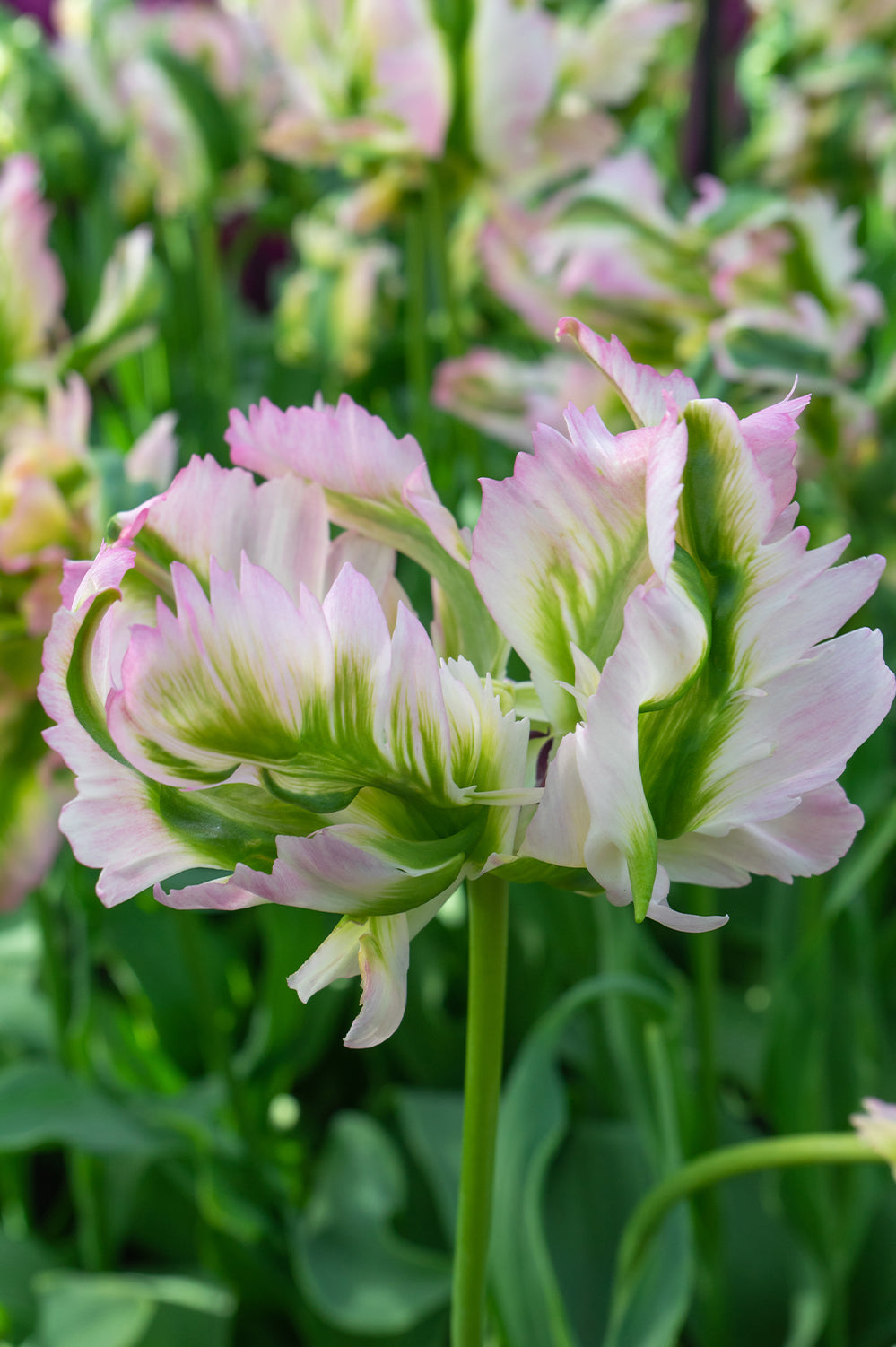 Tulip Green Wave