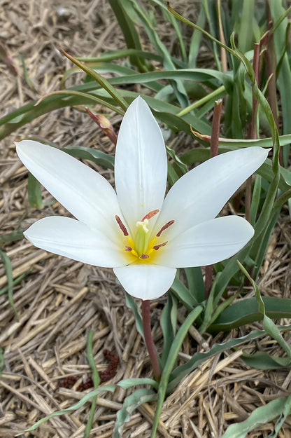 Tulip Botanic Sylvia