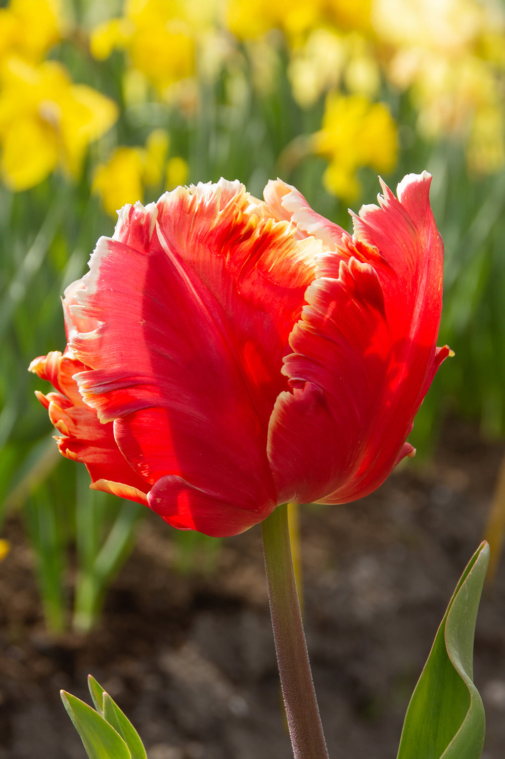 Tulip Parrot Dee Jay