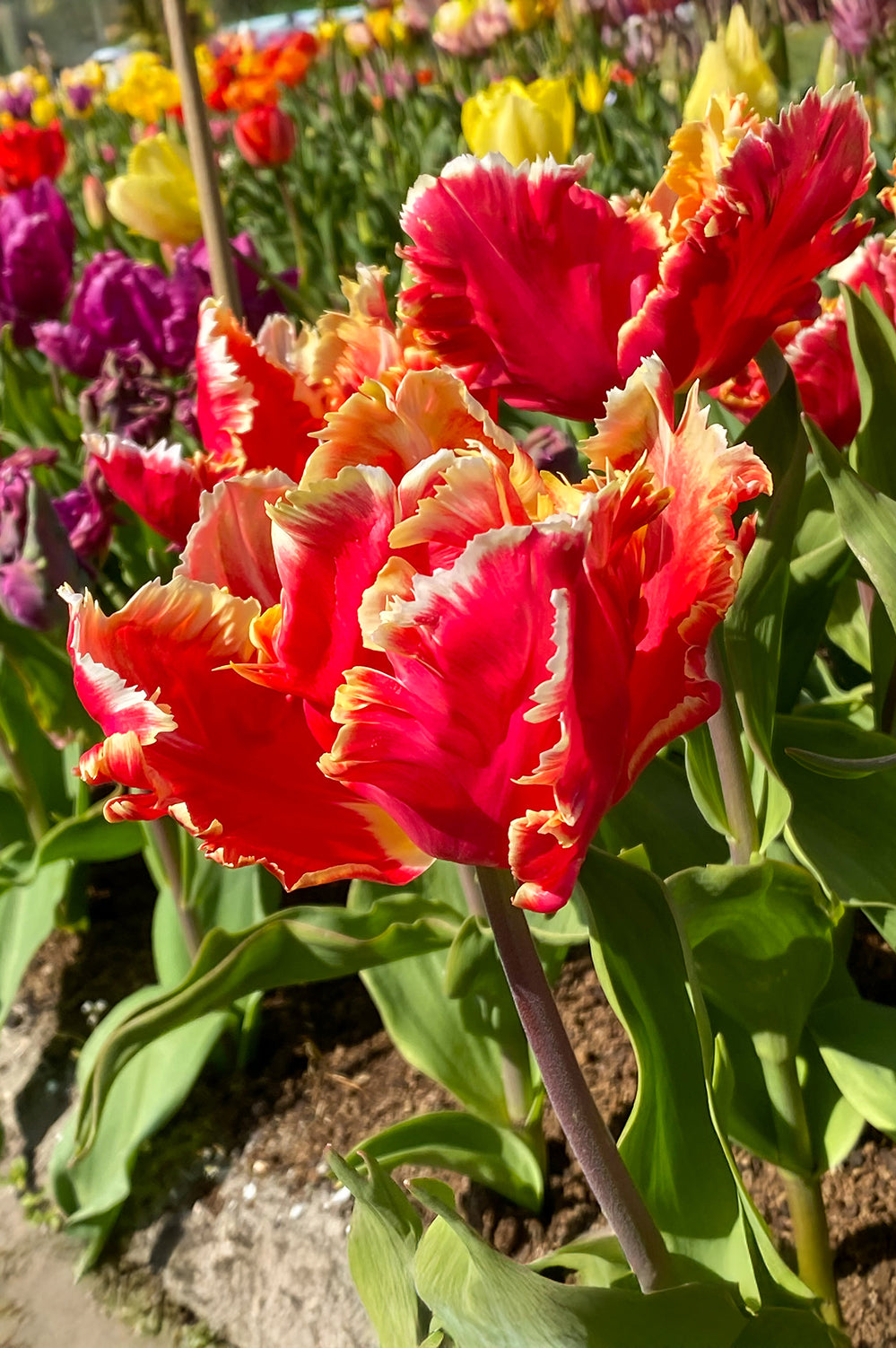 Tulip Parrot Dee Jay