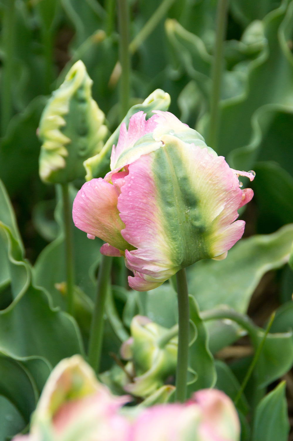 Tulip Green Wave