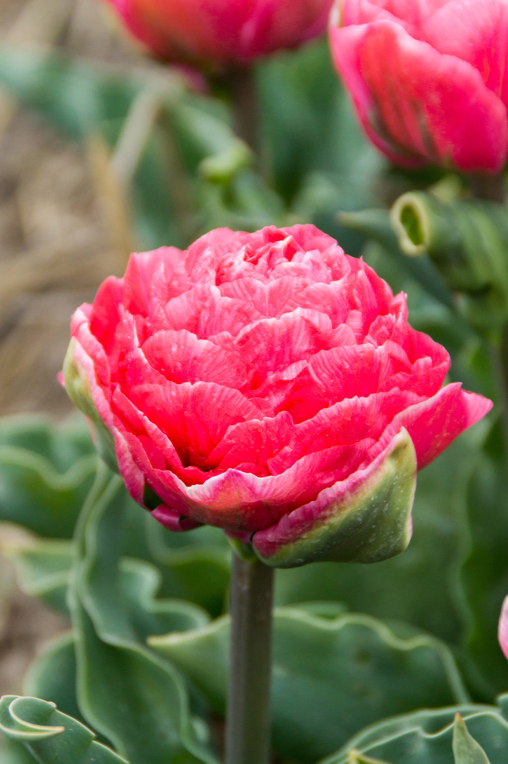 Tulip Double Late Taiwan