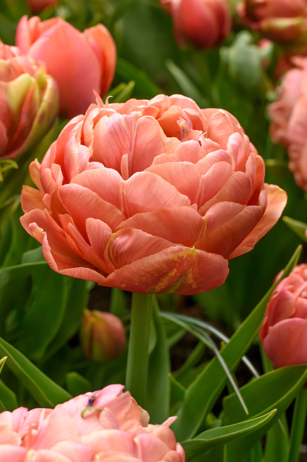 Tulip Double Late Copper Image