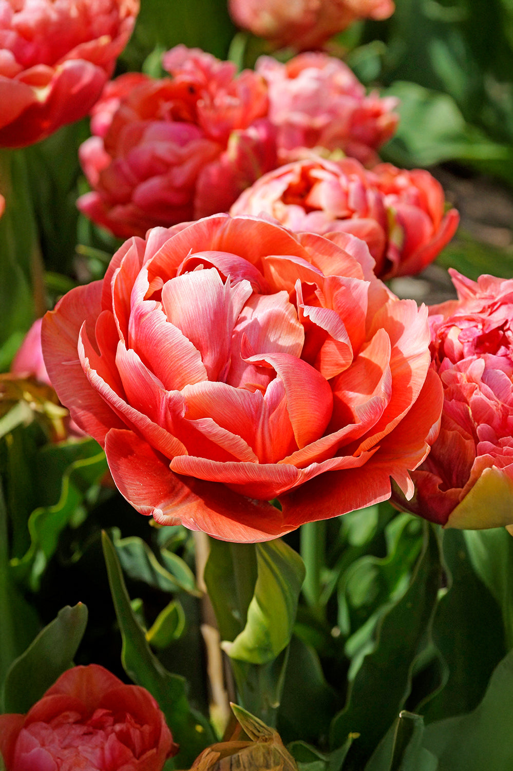 Tulip Double Late Copper Image