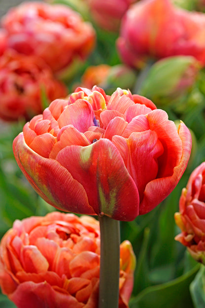 Tulip Double Late Copper Image