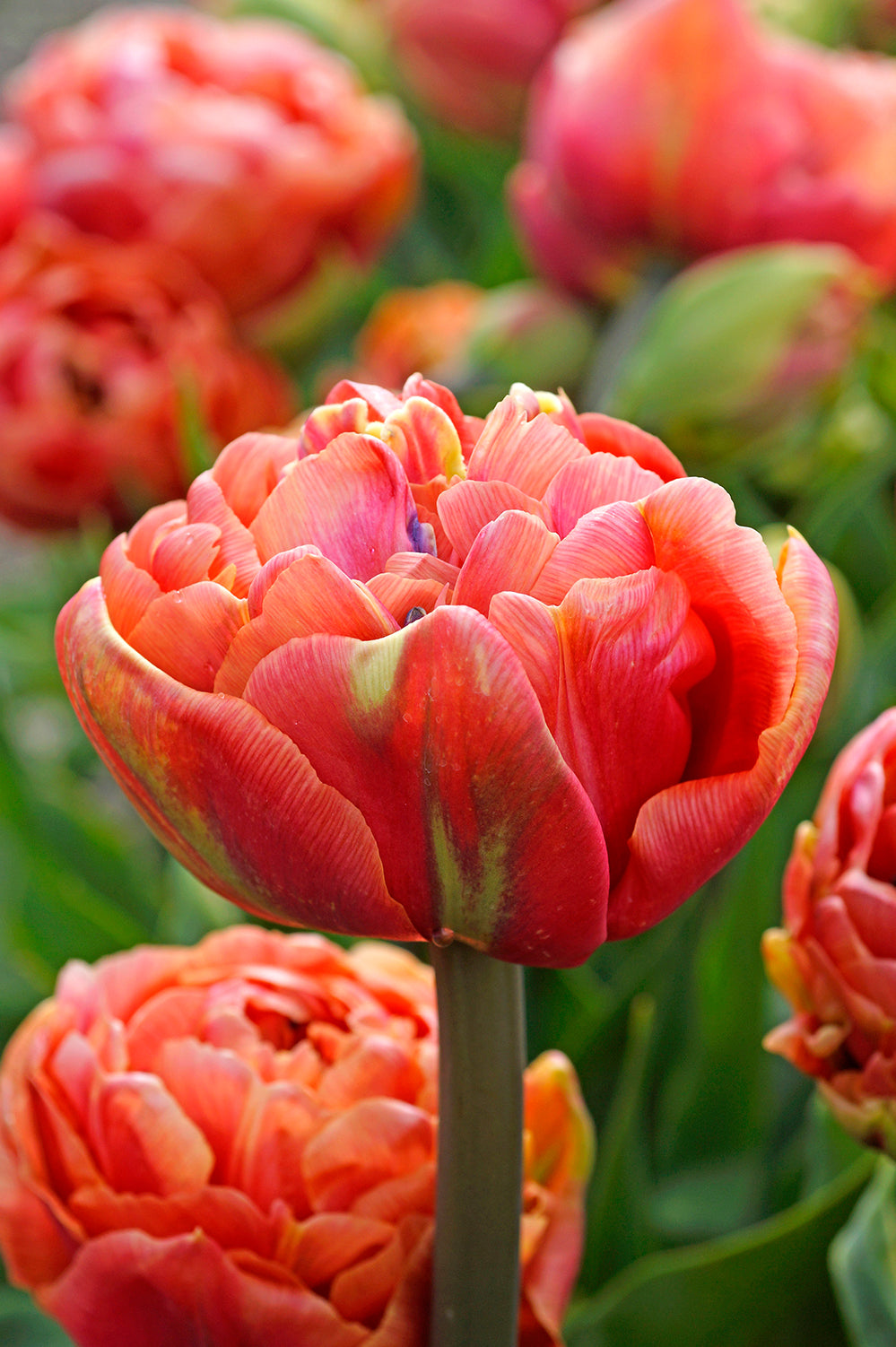 Tulip Double Late Copper Image