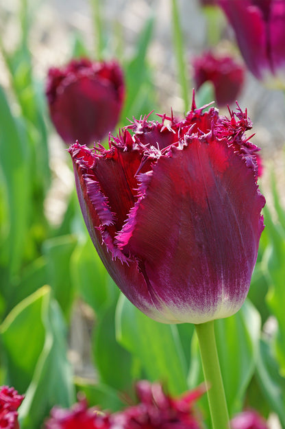 Tulip Crispa (Fringed) Purple Crystal