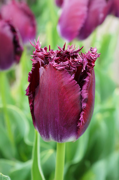 Tulip Crispa (Fringed) Purple Crystal