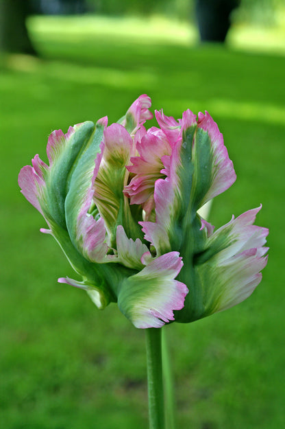 Tulip Green Wave