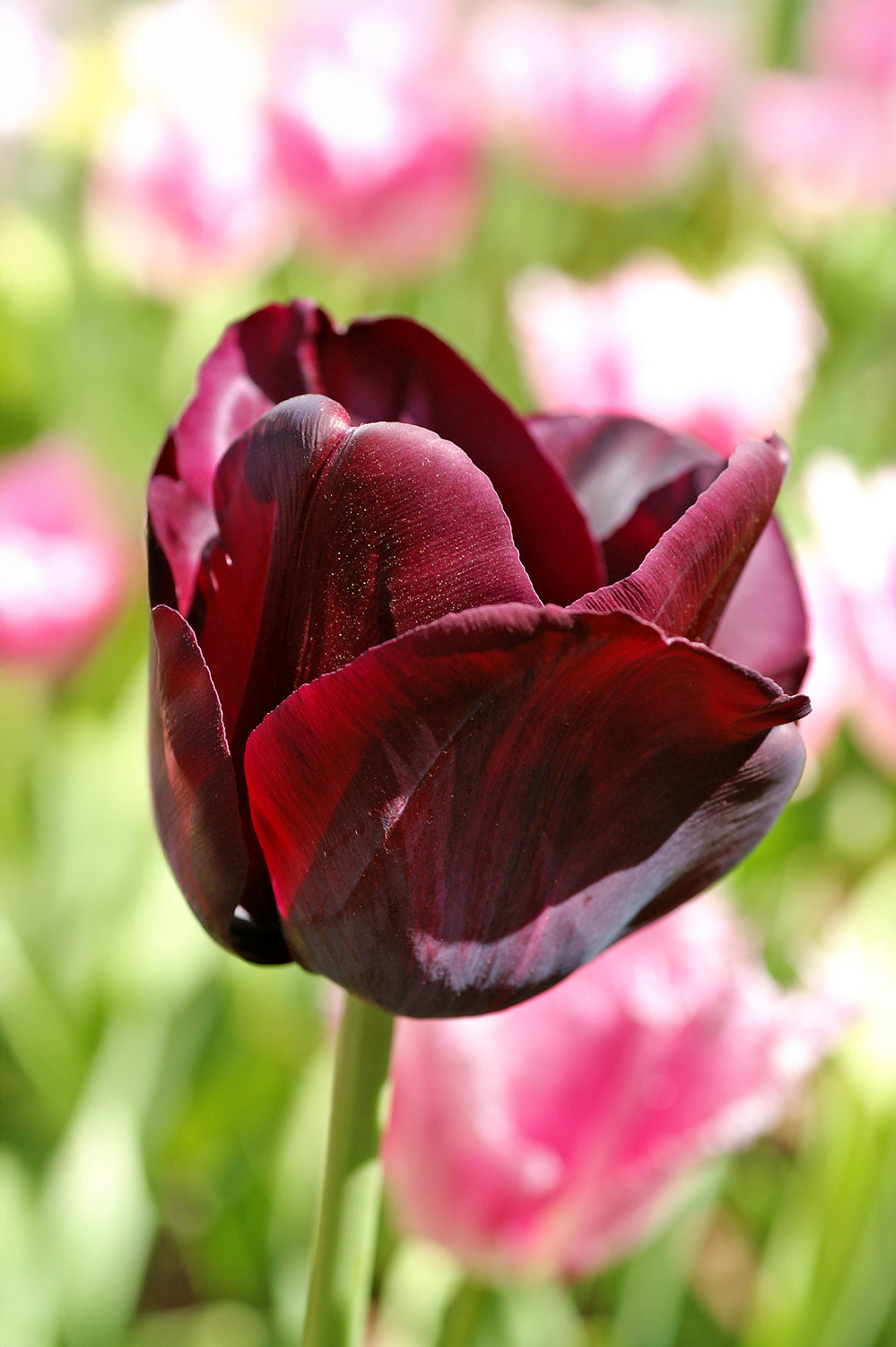 Tulip Triumph Paul Scherer