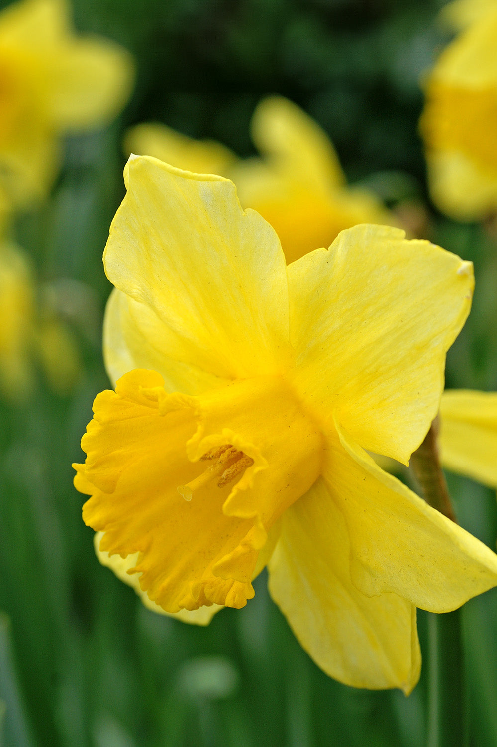 Daffodil (Narcissus) Mixed