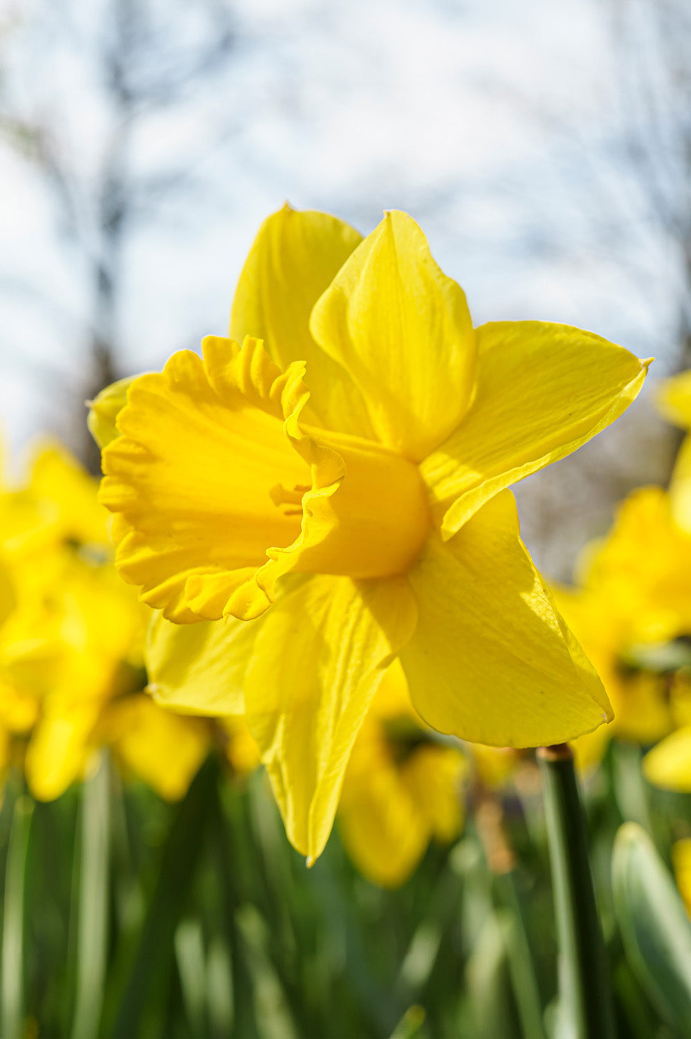 Daffodil (Narcissus) Mixed